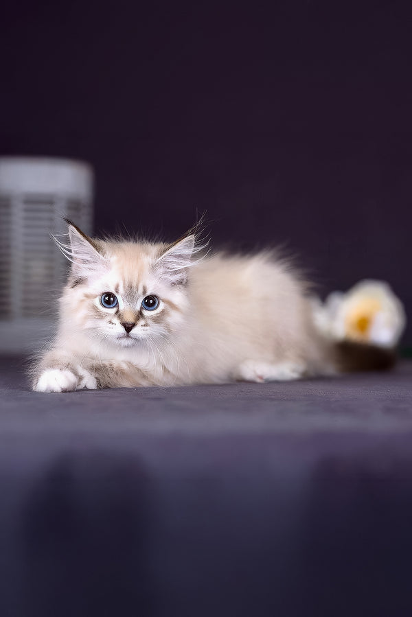 Fantasy | Siberian Kitten