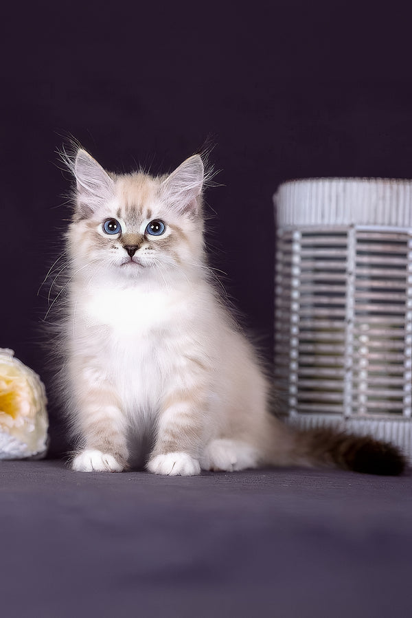 Fantasy | Siberian Kitten