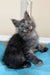 Fars | Maine Coon Kitten