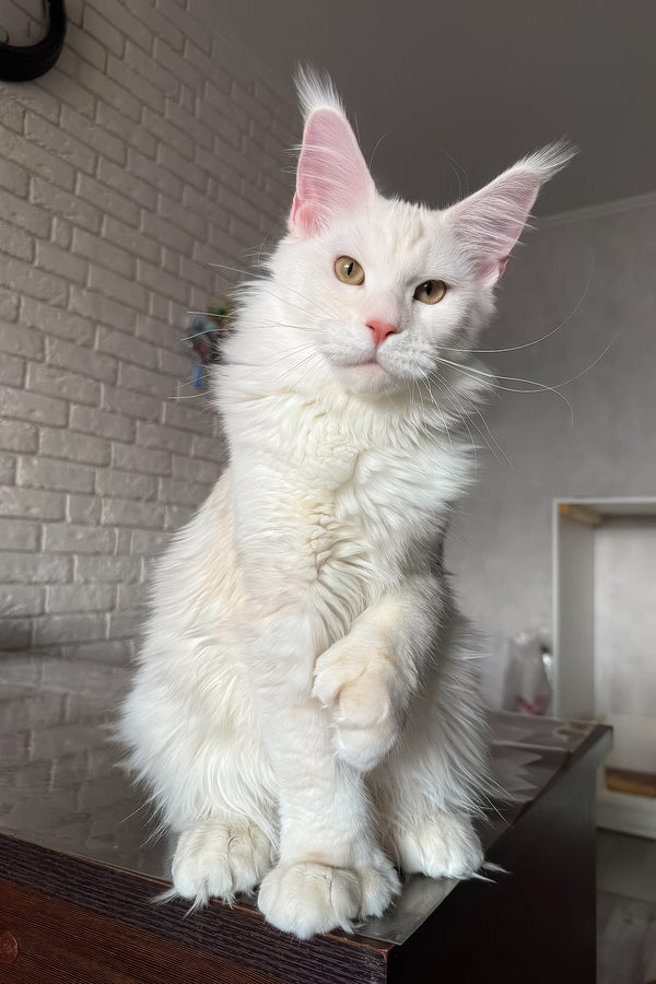 Favourite | Polydactyl Maine Coon Kitten