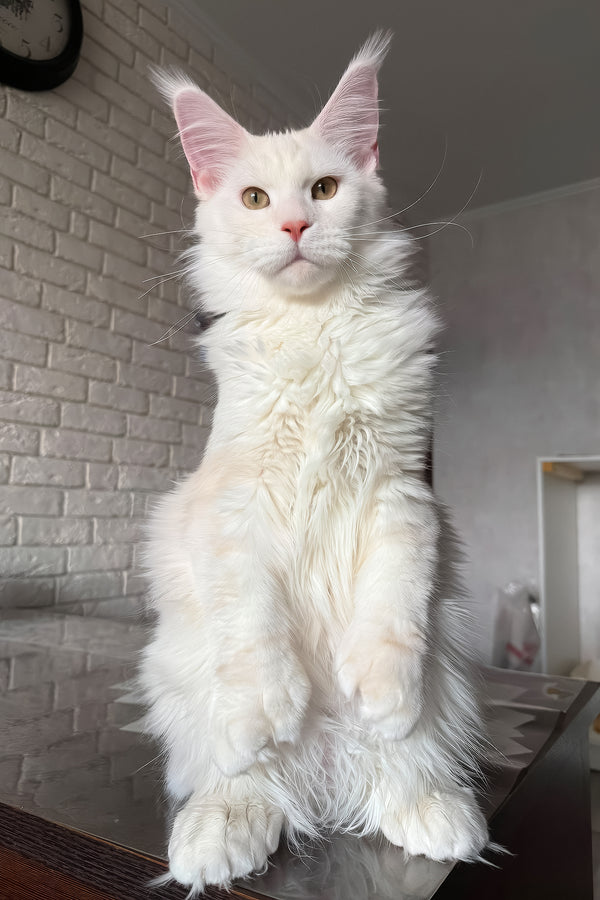 Favourite | Polydactyl Maine Coon Kitten