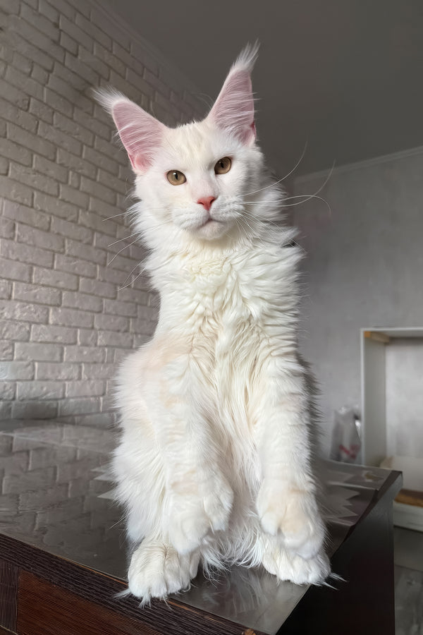 Favourite | Polydactyl Maine Coon Kitten