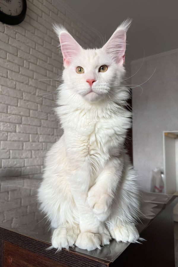 Favourite | Polydactyl Maine Coon Kitten