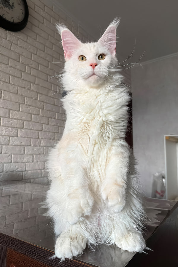 Favourite | Polydactyl Maine Coon Kitten