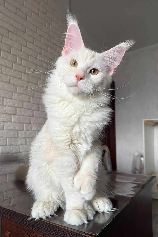 Favourite | Polydactyl Maine Coon Kitten