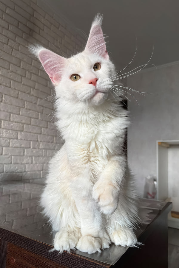 Favourite | Polydactyl Maine Coon Kitten