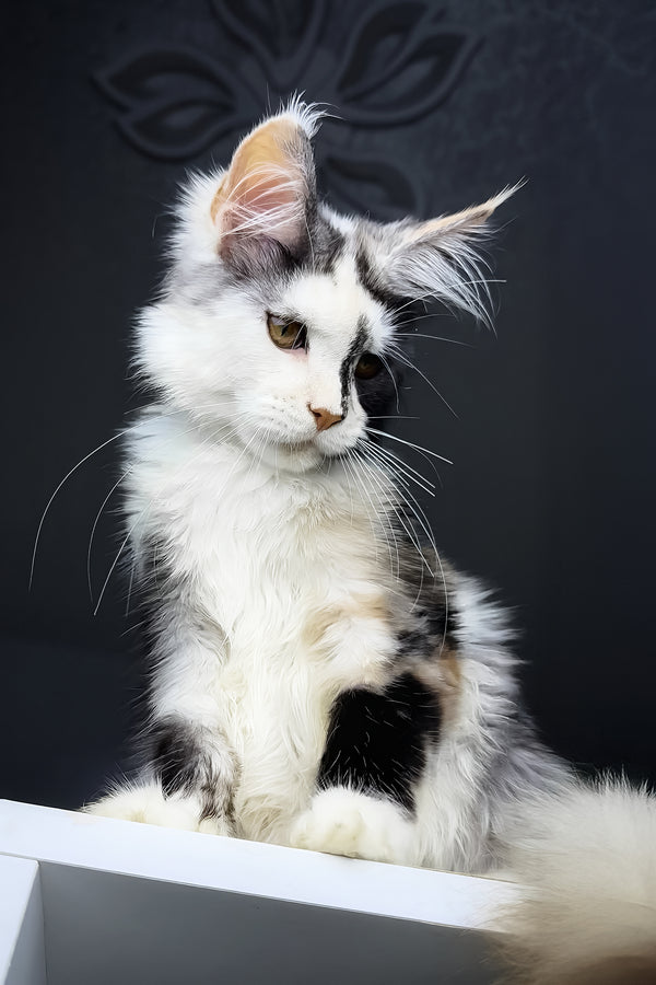 Faya | Maine Coon Kitten