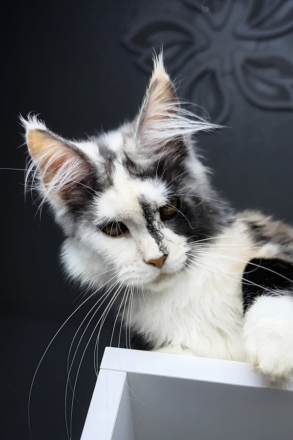Faya | Maine Coon Kitten