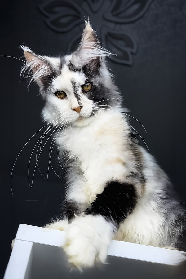 Faya | Maine Coon Kitten