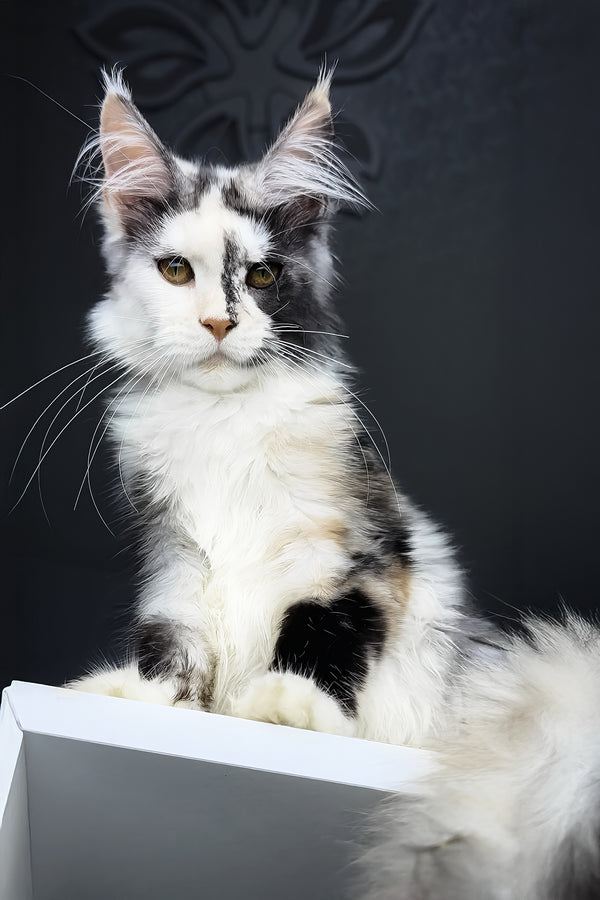 Faya the Maine Coon Kitten with Yellow Eyes - Main Image