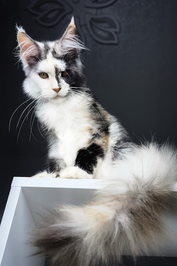 Faya | Maine Coon Kitten