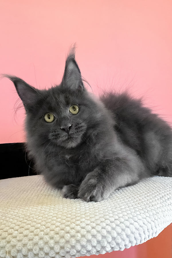 Faye | Maine Coon Kitten