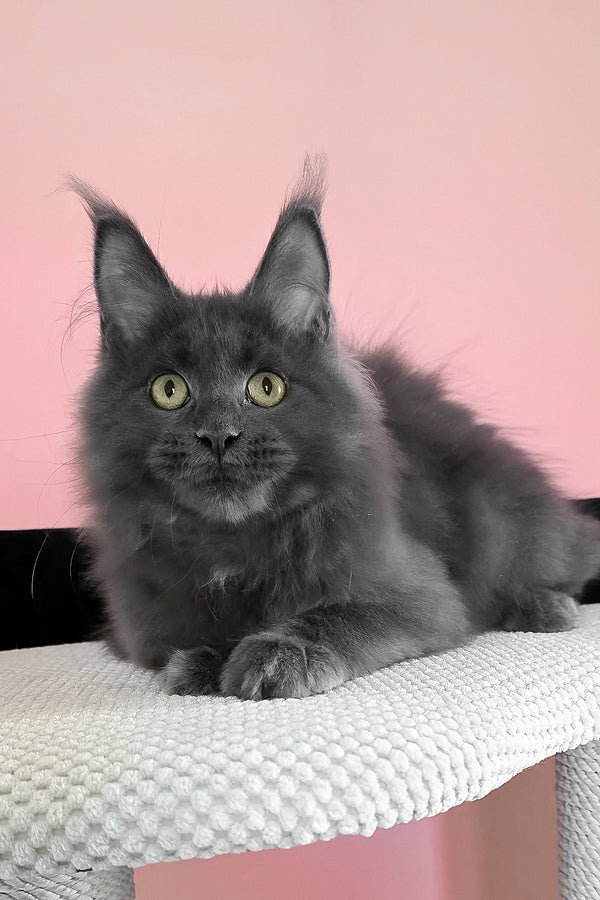 Faye | Maine Coon Kitten