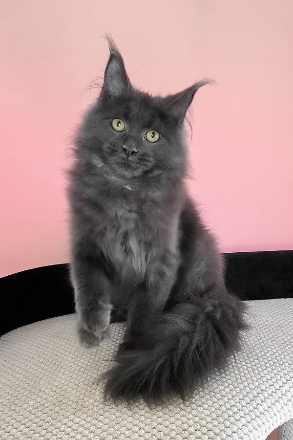 Faye | Maine Coon Kitten