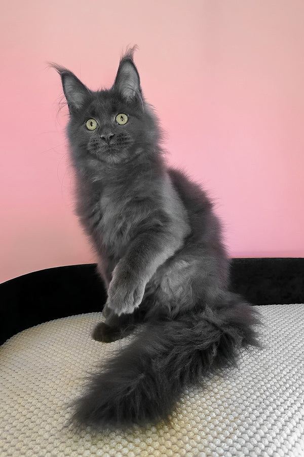 Faye | Maine Coon Kitten