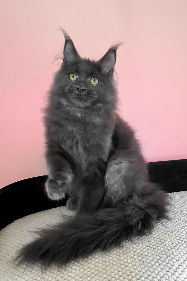 Faye | Maine Coon Kitten