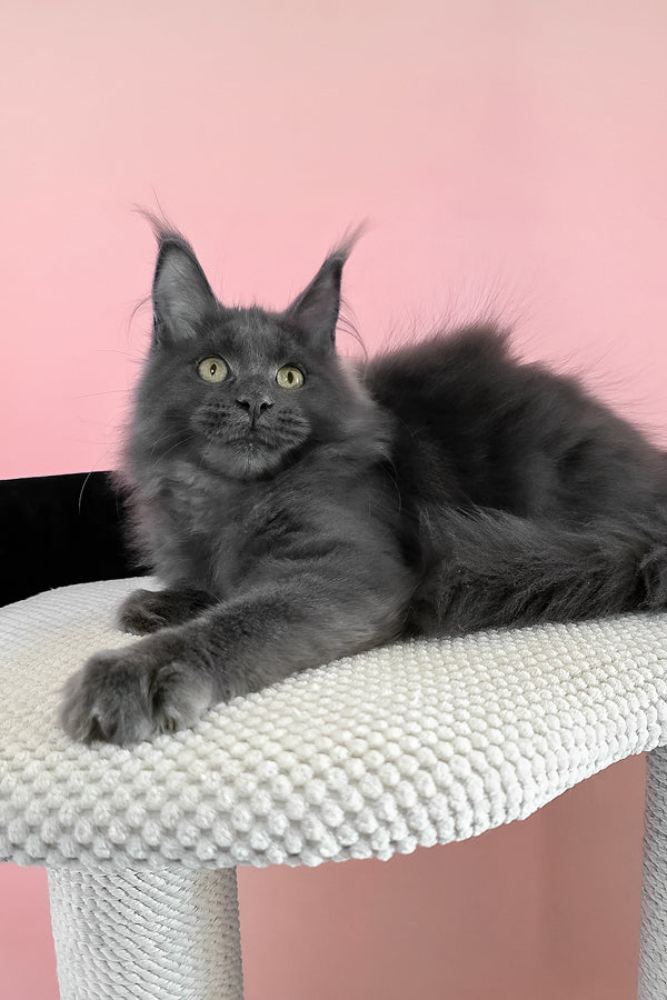 Faye | Maine Coon Kitten