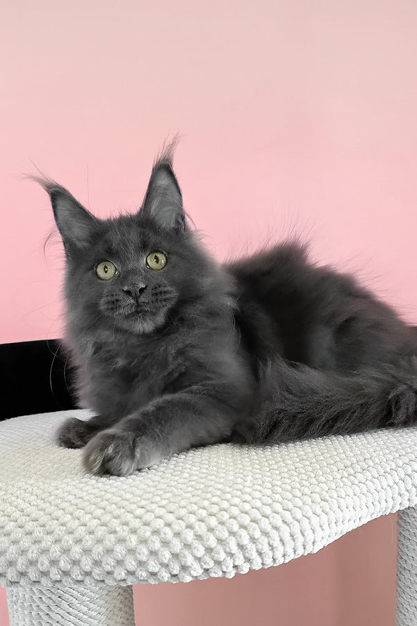 Faye | Maine Coon Kitten