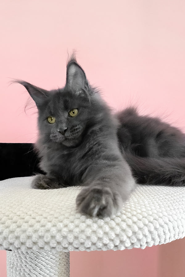 Faye | Maine Coon Kitten