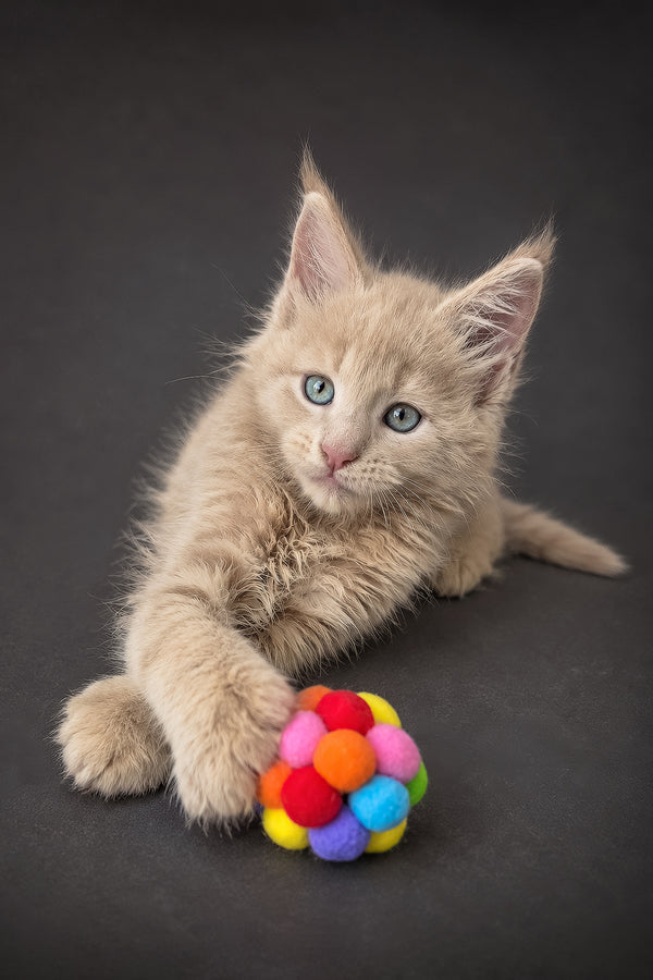 A fluffy cream maine coon kitten with blue eyes playing with a colorful pom-pom toy for purebred kitties fun