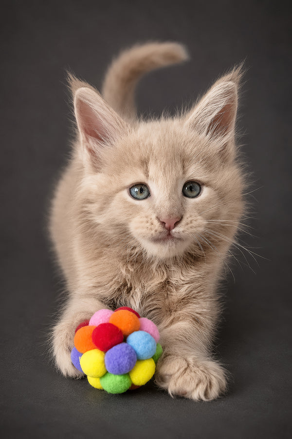 A fluffy cream-colored maine coon kitten with striking blue eyes playing with a colorful felt ball toy