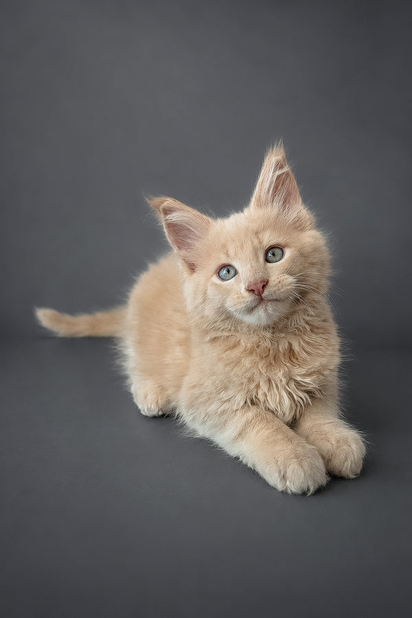 A fluffy cream-colored maine coon kitten with striking blue eyes lying on a dark gray surface perfect for purebred kitties fans