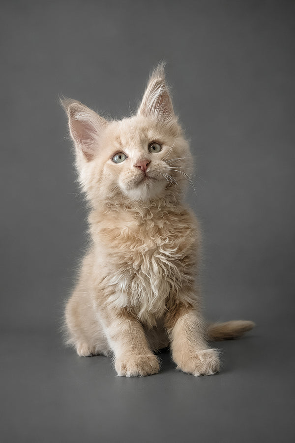 A fluffy cream-colored maine coon kitten with green eyes and tufted ears sitting against a gray backdrop