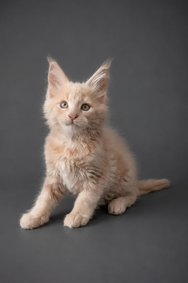 A fluffy cream-colored maine coon kitten with striking green eyes and pointed ears sits against a dark gray backdrop