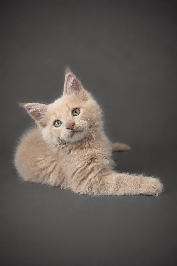 A fluffy cream-colored maine coon kitten with striking green eyes is a perfect purebred kitties companion
