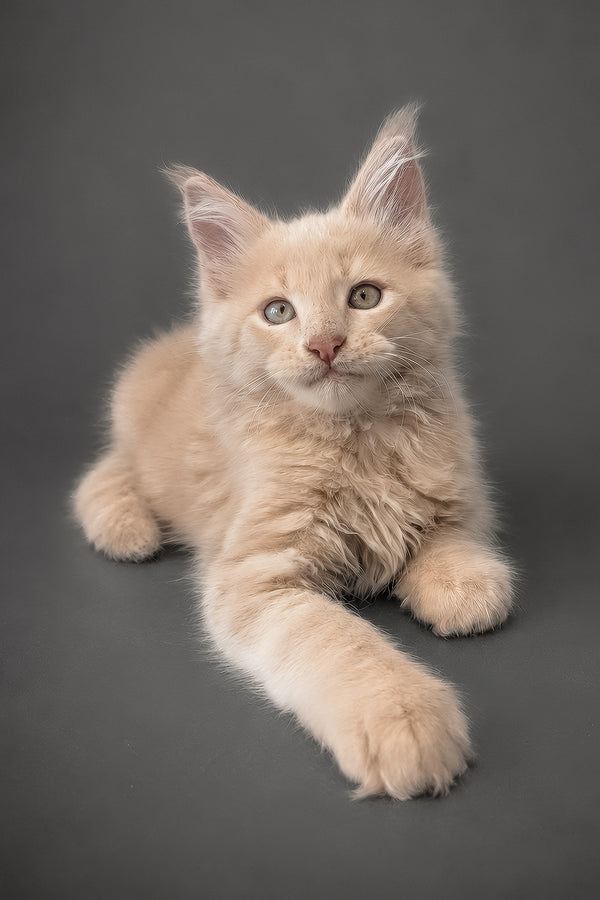 A fluffy cream-colored maine coon kitten with green eyes and tufted ears lying on a dark gray surface showcasing purebred kitties