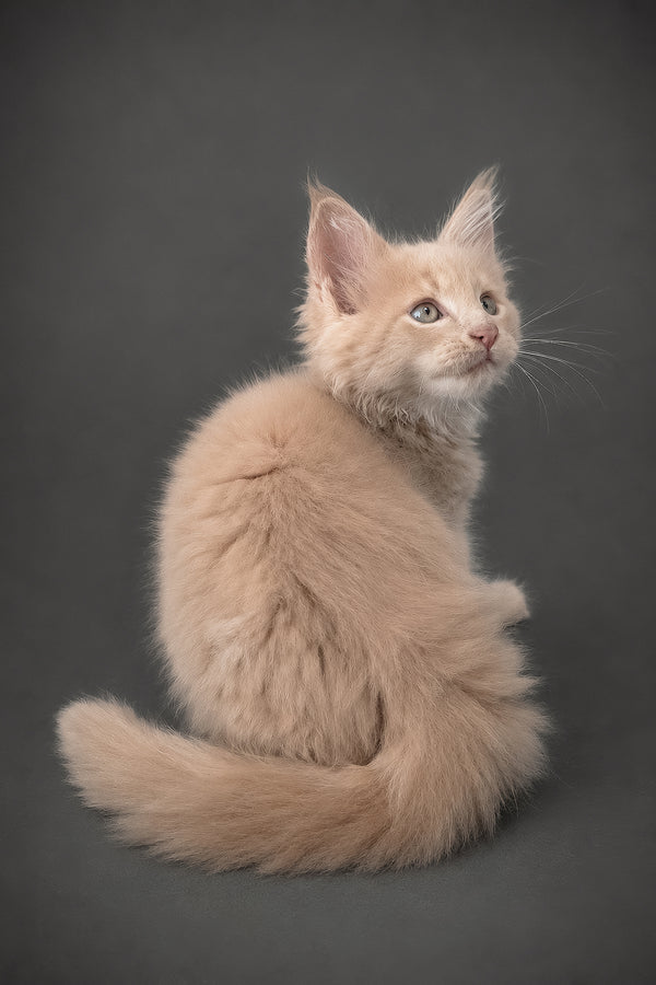 Fedir maine coon kitten with fluffy cream fur and green eyes sitting against a dark gray backdrop perfect for purebred kitties