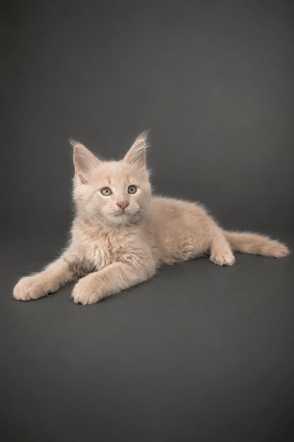 A fluffy cream-colored maine coon kitten with green eyes lying on dark gray surface purebred kitties fedir