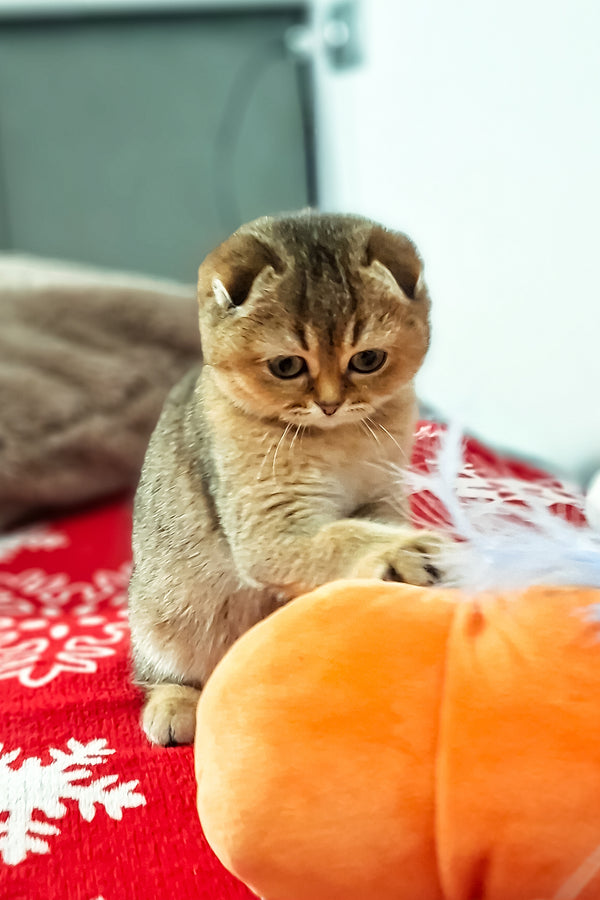 Fela | Scottish Fold Kitten