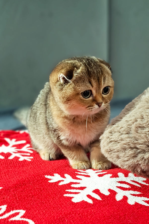 Fela | Scottish Fold Kitten