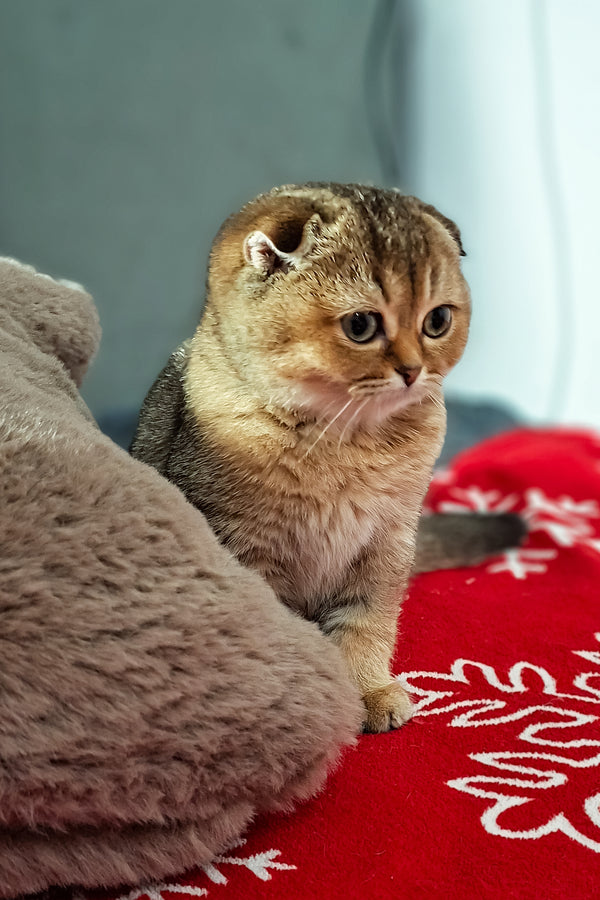 Fela | Scottish Fold Kitten