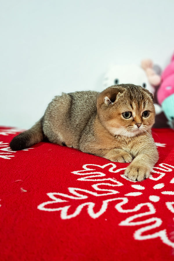 Fela | Scottish Fold Kitten
