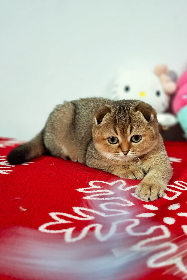 Fela | Scottish Fold Kitten
