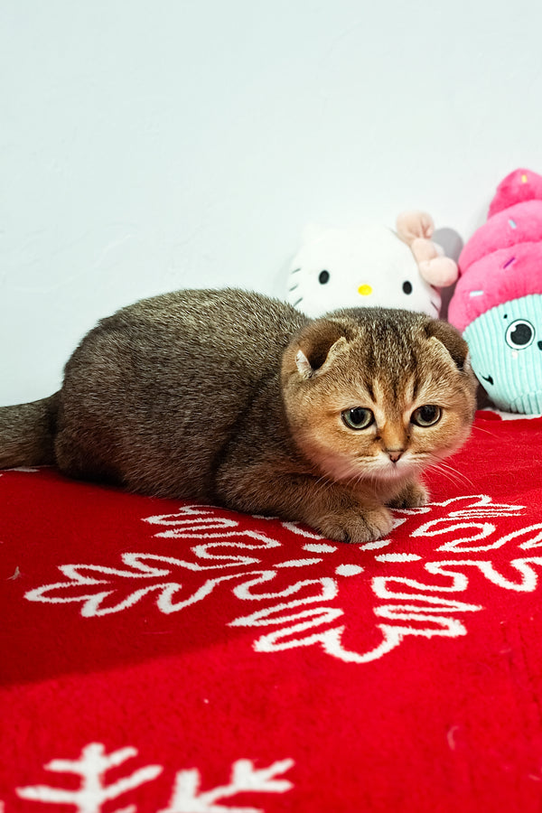 Fela | Scottish Fold Kitten