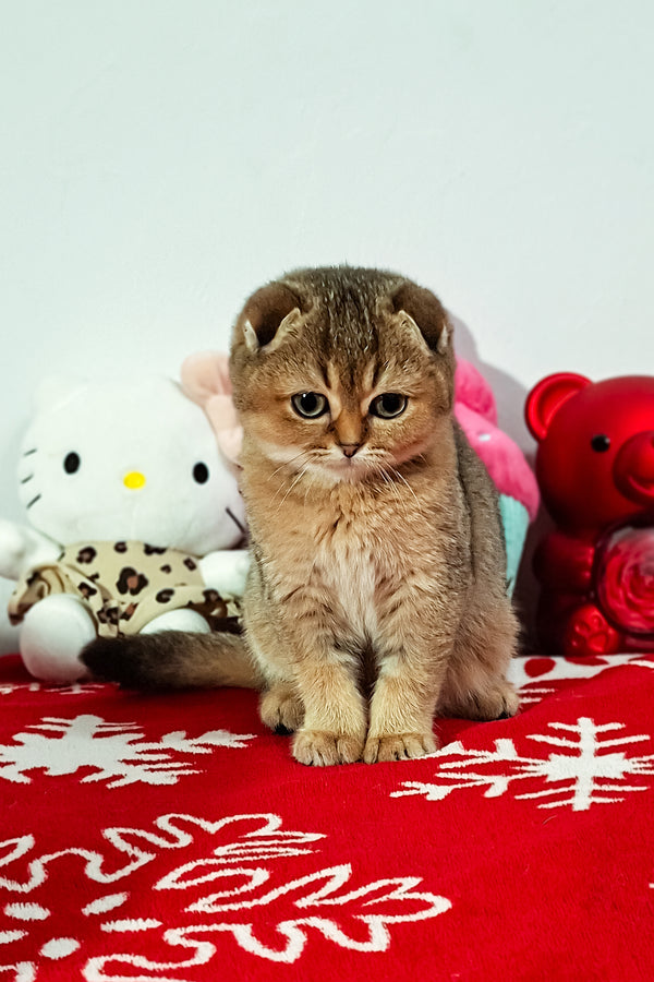 Fela | Scottish Fold Kitten