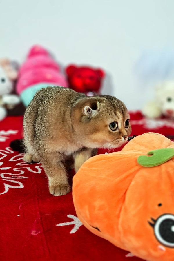 Fela | Scottish Fold Kitten