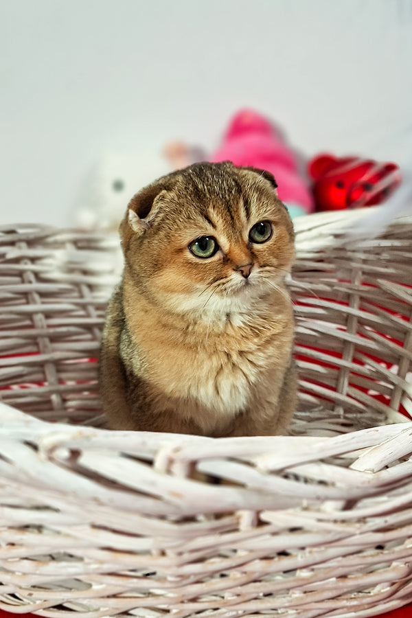 Fela | Scottish Fold Kitten