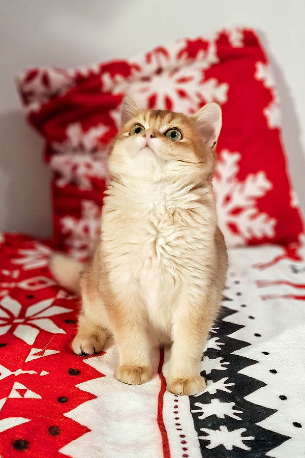 Feliks | Scottish Straight Kitten