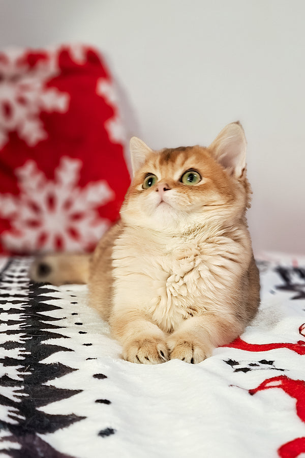 Feliks | Scottish Straight Kitten