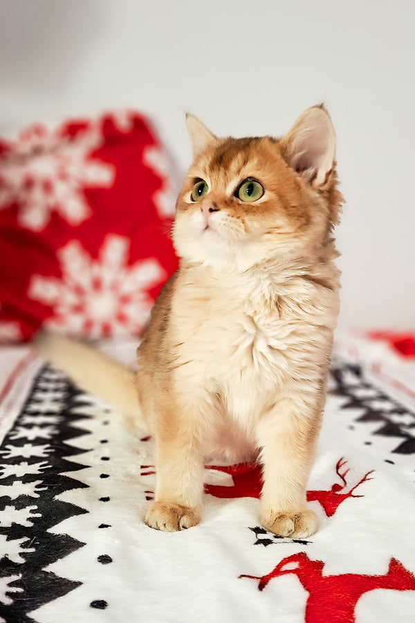 Feliks | Scottish Straight Kitten