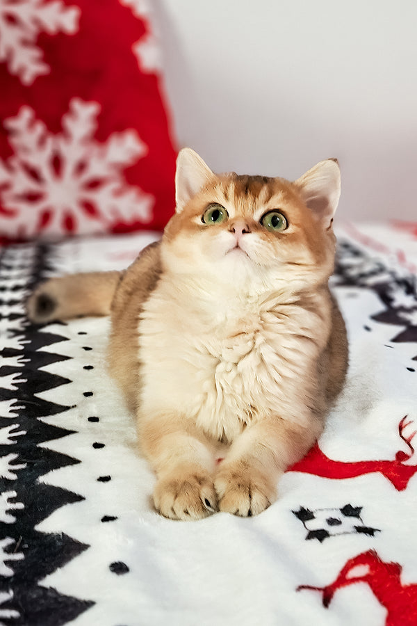 Feliks | Scottish Straight Kitten