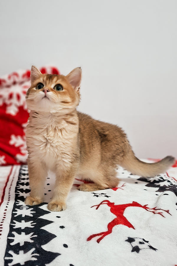 Feliks | Scottish Straight Kitten