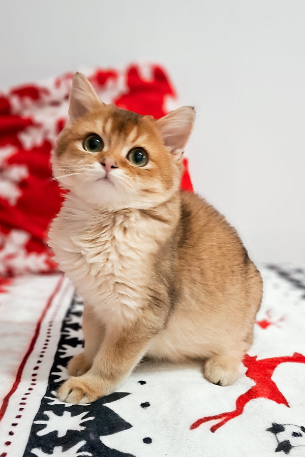 Feliks | Scottish Straight Kitten