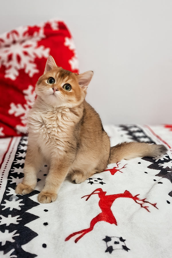 Feliks | Scottish Straight Kitten