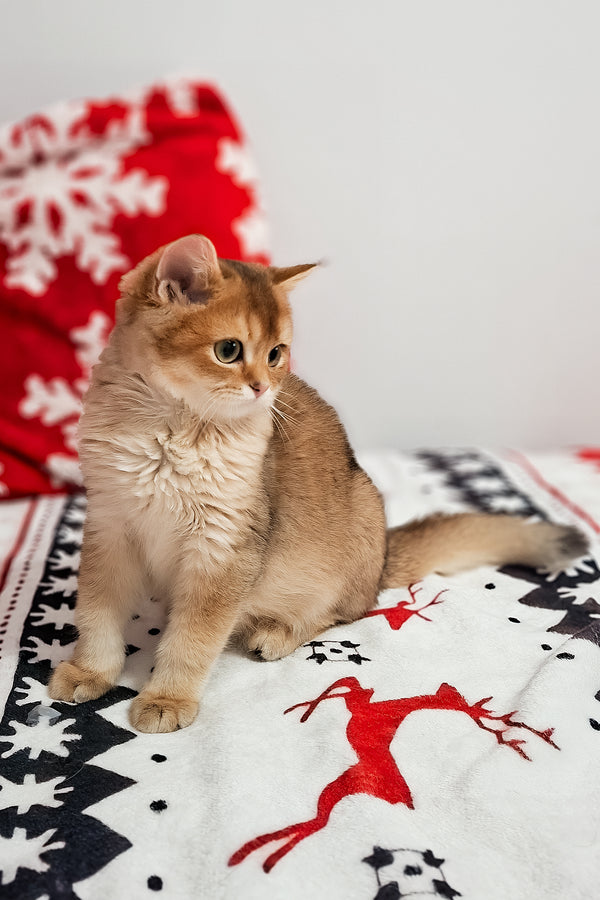 Feliks | Scottish Straight Kitten