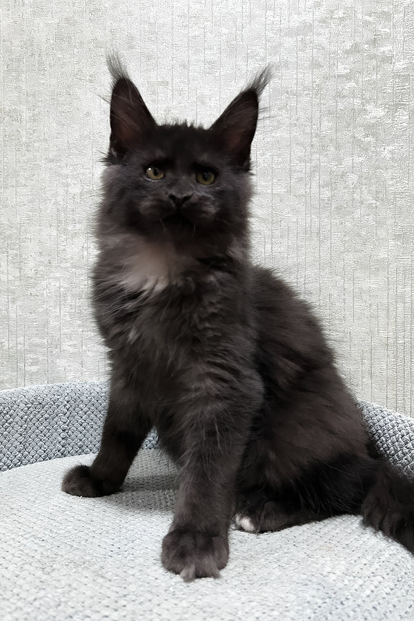 Felix | Maine Coon Kitten